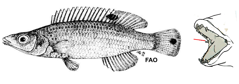 Lappanella fasciata_0001.jpg